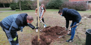 Plantation d’arbres fruitiers