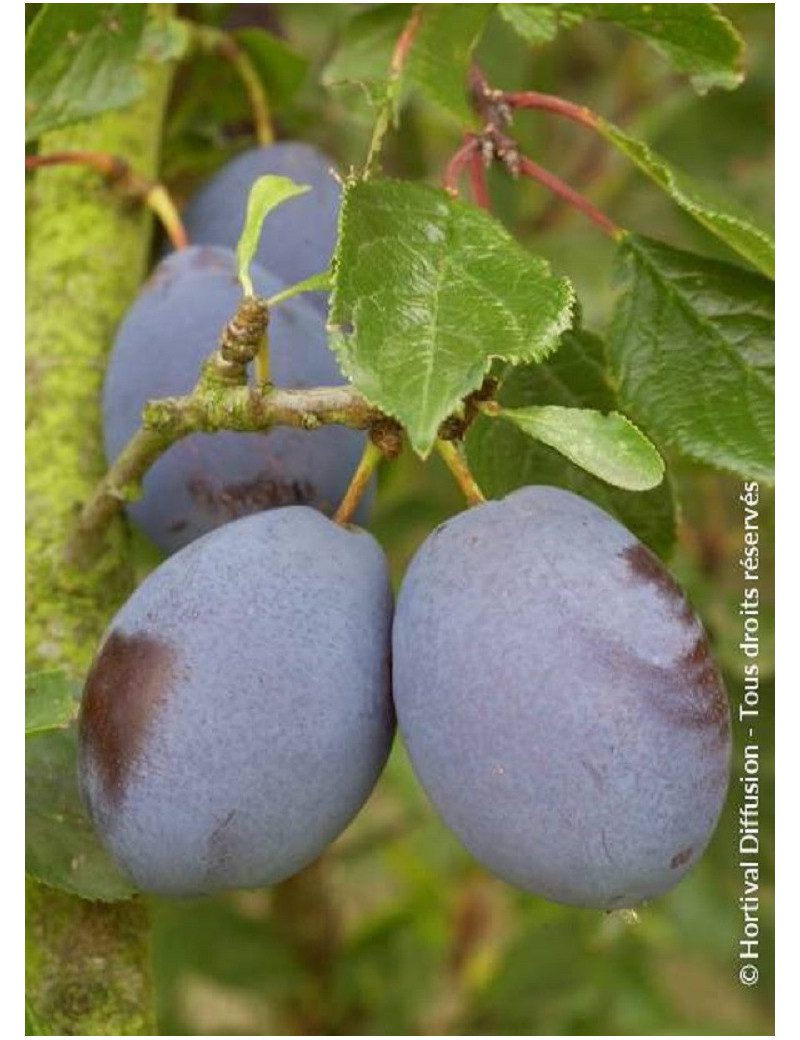 Prunier d'Ente fruits mûrs