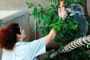 Un soigneur animalier en formation pratique dans un parc animalier