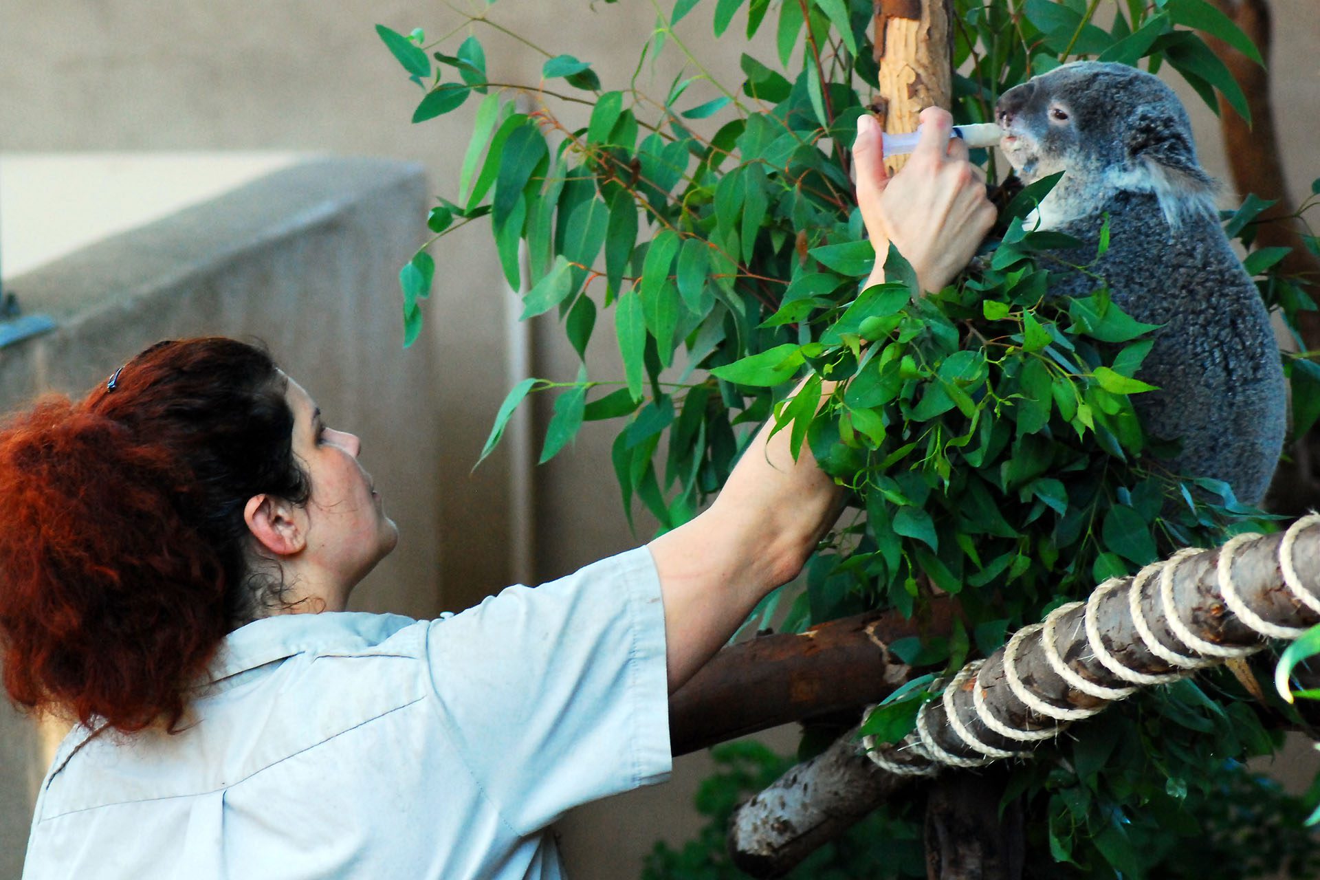 Un soigneur animalier en formation pratique dans un parc animalier